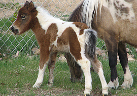 Bay tobiano pinto filly