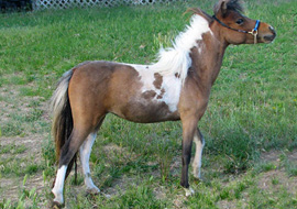 Bay tobiano pinto mare