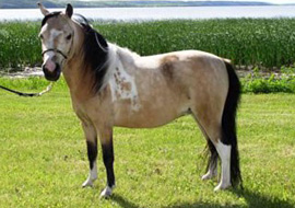 Buckskin tobiano pinto mare