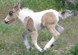 Buckskin tobiano pinto colt