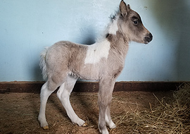 sealskin (seal brown buckskin) tobiano pinto miniature filly