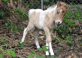 Dun tobiano pinto filly