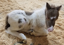 Smoky cream tobiano pinto miniature filly