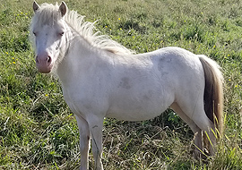 Smoky cream tobiano pinto miniature filly