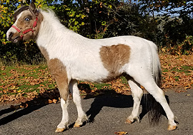 CHSA seal brown Caspian mare