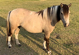 buckskin tobiano pinto mare