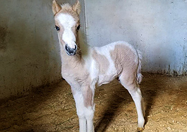 Dun tobiano pinto miniature colt