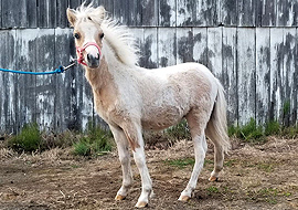 Dun tobiano pinto miniature stallion