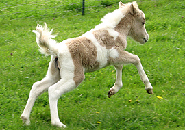 Palomino tobiano pinto filly