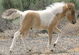 Bay dun tobiano pinto colt