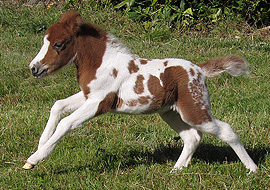 Sorrel tobiano pinto miniature filly