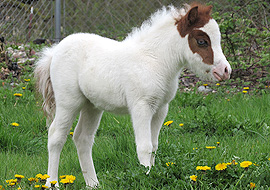 Sorrel tobiano pinto miniature filly