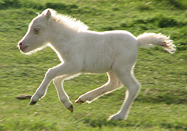 Dun perlino tobiano pinto filly