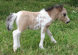 Buckskin tobiano pinto miniature filly