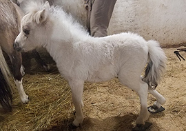 Dunskin tobiano pinto miniature filly with angular limb deformity windswept hind legs