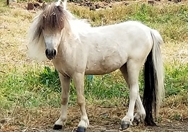 dunskin tobiano pinto miniature filly