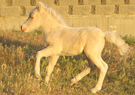 Cremello tobiano pinto colt