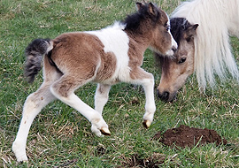 buckskin tobiano pinto miniature filly