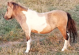 buckskin tobiano pinto miniature filly