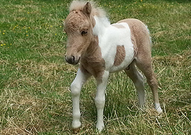 Palomino roan tobiano pinto colt