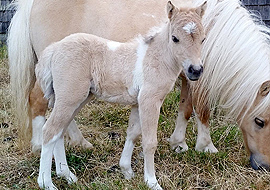 Dunskin tobiano pinto miniature filly