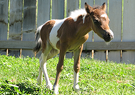 Bay tobiano pinto filly