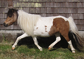 Buckskin tobiano pinto mare