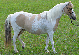 Dun tobiano pinto mare