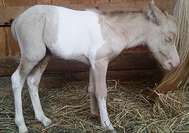 Smoky cream tobiano pinto miniature colt