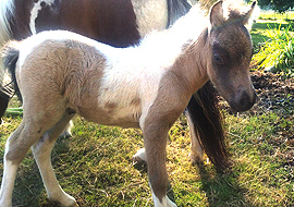 Sealskin (seal brown buckskin) tobiano pinto miniature filly