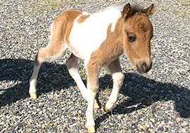 Buckskin tobiano pinto colt