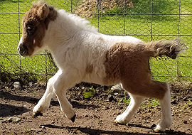 Dun tobiano pinto miniature colt