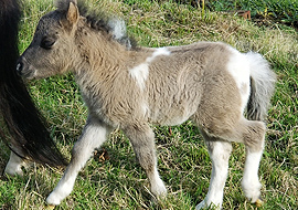 Grulla tobiano pinto miniature colt