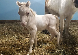 Perlino tobiano pinto miniature colt