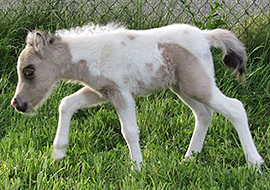 Buckskin tobiano pinto filly