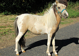 Buckskin tobiano pinto mare